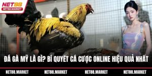 đá gà Mỹ